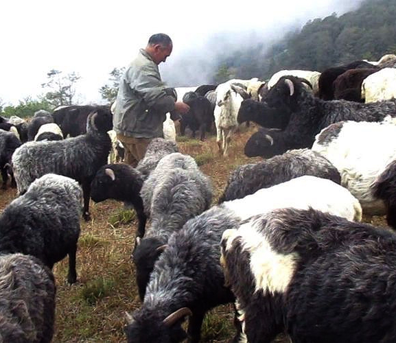 जुम्लामा भेडापालक किसानलाई गोठालो भत्ता