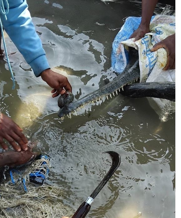 मुखमा जाल अड्किएको घडियालको उद्धार