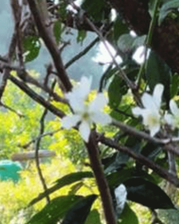 असोजमै फुल्यो ‘पलम’
