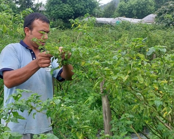 पिरो अकबरेबाट वार्षिक १५ लाख कमाइ गर्दै खड्गबहादुर