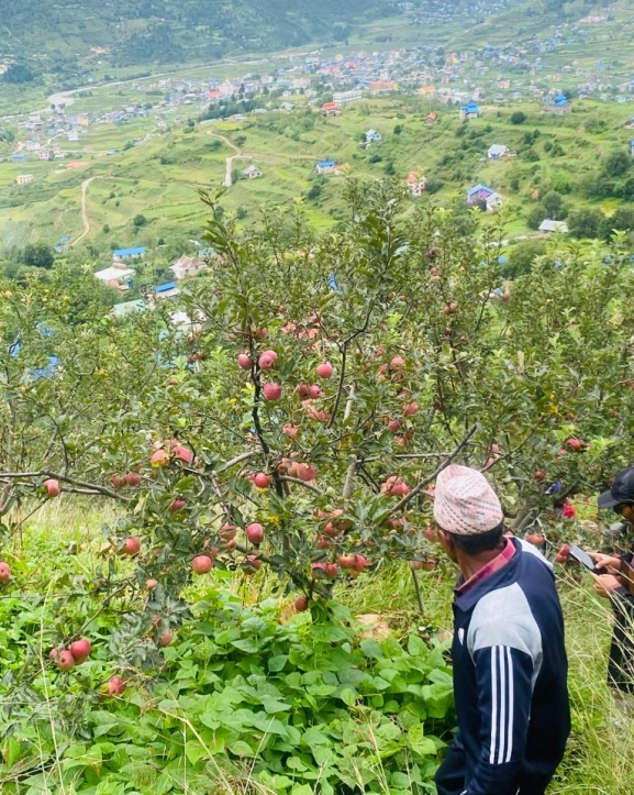 प्रयोगविहीन कोल्ड स्टोरः किसानलाई काँचो स्याउ बेच्न हतार