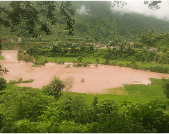 नुवाकोटमा बाढीले सयौँ रोपनी धानखेत बगरमा परिणत