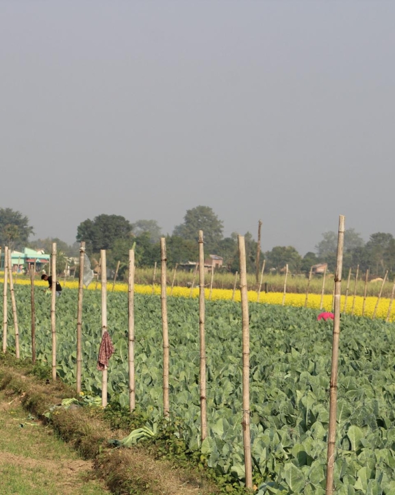 सागसब्जीमा समृद्धि पहिल्याउँदै कञ्चनपुरका दुई किसान