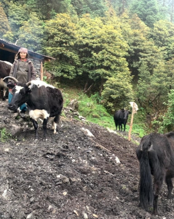 गोठ निर्माणमा अनुदान पाएपछि चौंरीपालक किसान हर्षित