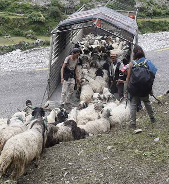 सहरको स्वादका लागि छुट्छ हिमालको दसैँ-तिहार