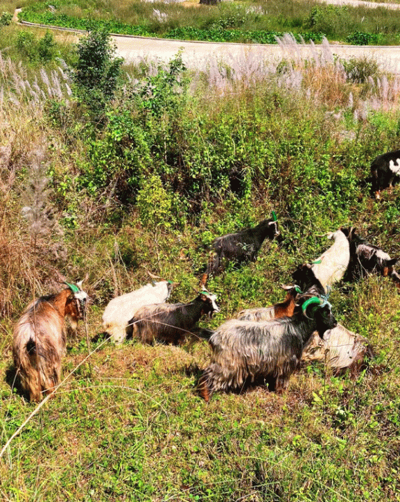 बागलुङमा मुस्ताङी च्याङ्ग्राको आयातमा कमी