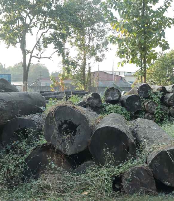 सात करोडको काठ वन कार्यालयमै कुहिँदै