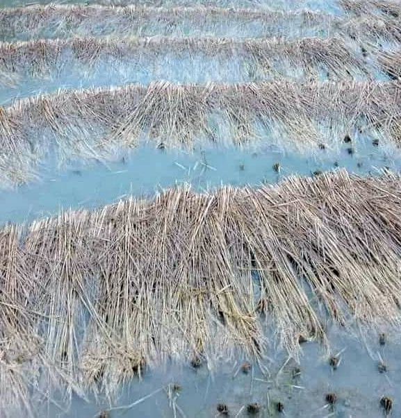 तनहुँ र म्याग्दीमा भित्र्याउने बेलाको धानबालीमा वर्षाले क्षति