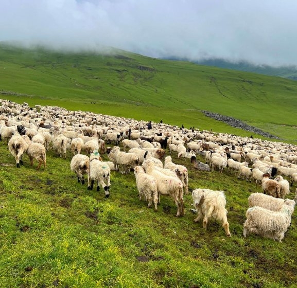 भेडापालक किसानलाई गाउँपालिकाकाे अनुदान