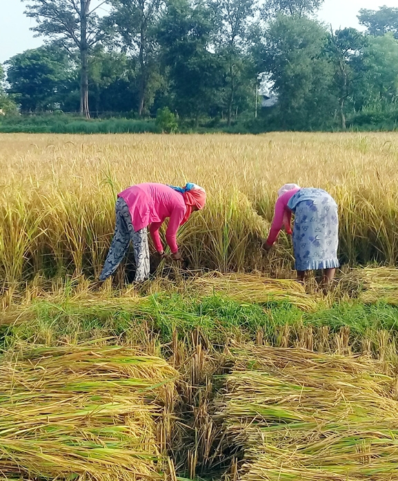 कैलालीका किसानलाई धानबाली भित्र्याउन व्यस्त