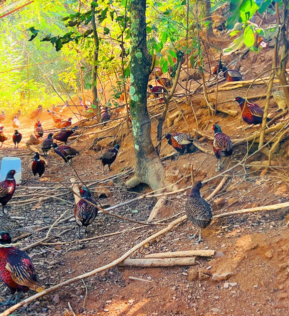 चुडामणि कँडेलको चरा पाल्ने रहर : वनकुखुरा पालनमा ५० लाख लगानी