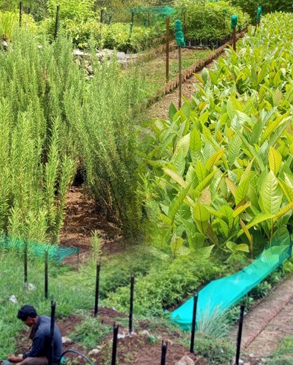 सल्यानमा आम्दानीको स्रोत बन्दै जडीबुटी