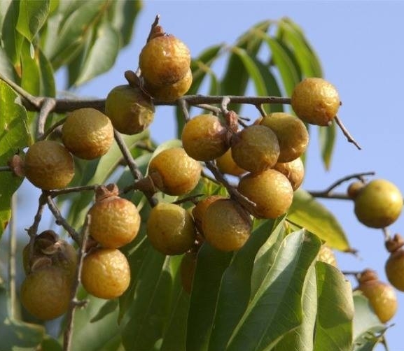 सल्यानमा व्यावसायिक रिट्ठा खेतीतर्फ किसान आकर्षित