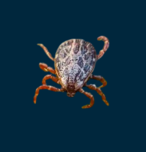 चार महिनामा ३ सय ८६ जनामा स्क्रब टाइफस