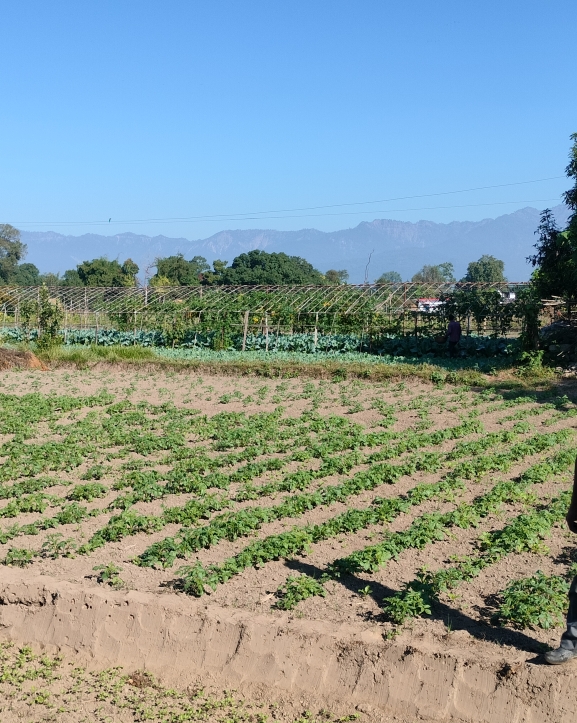 ‘टिपिएस’ विधिबाट आलुखेती