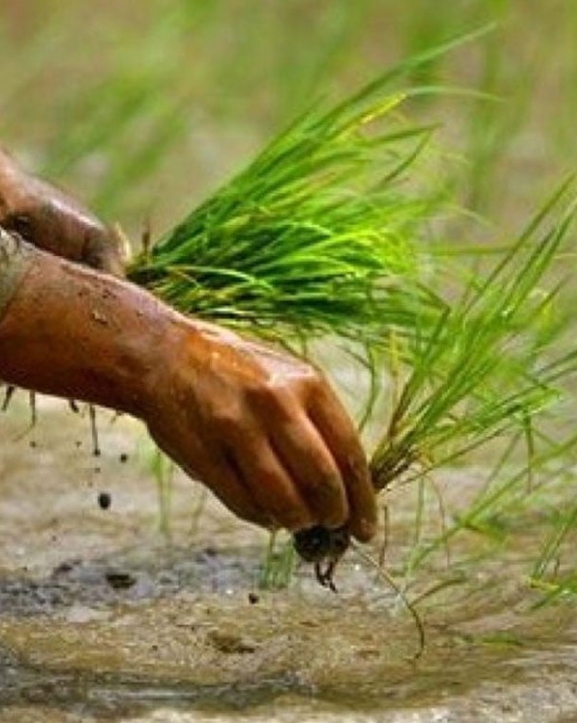 मनसुन समय अगावै भित्रिदा धान रोपाइँ बढ्यो, कुन प्रदेशमा कति ?