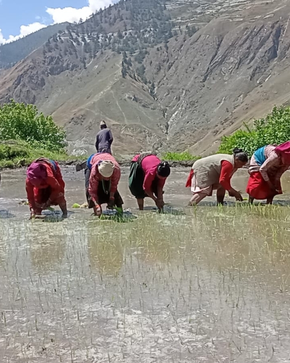 डोल्पाली कृषकलाई मार्सी धान रोप्ने चटारो