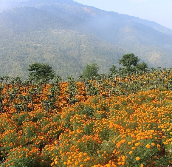 ड्रागन फ्रुटसँगै सयपत्री फूलको खेती