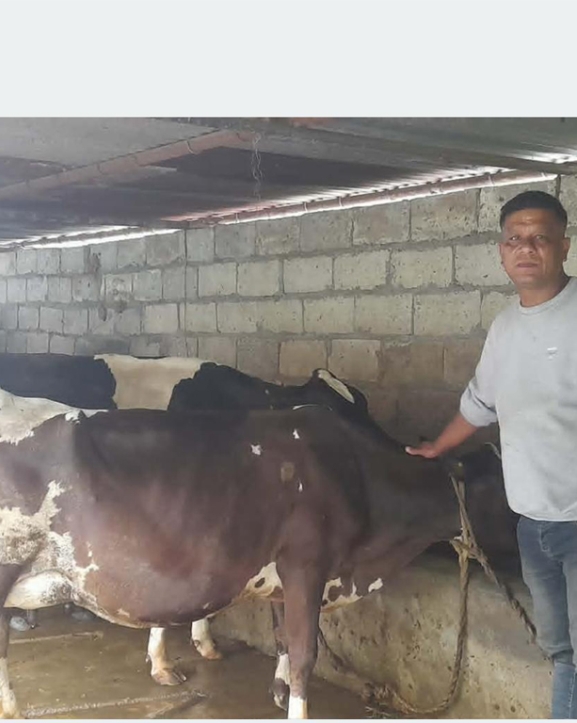 खाडीबाट फर्केर गाई पालन : मासिक दुई लाख आम्दानी