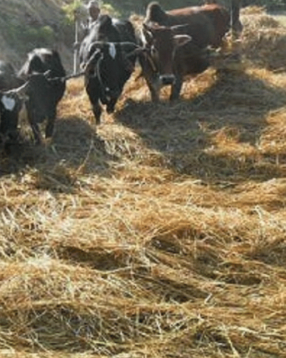 पर्यटन प्रवर्द्धन गर्न पोखरामा दाइँ महोत्सव