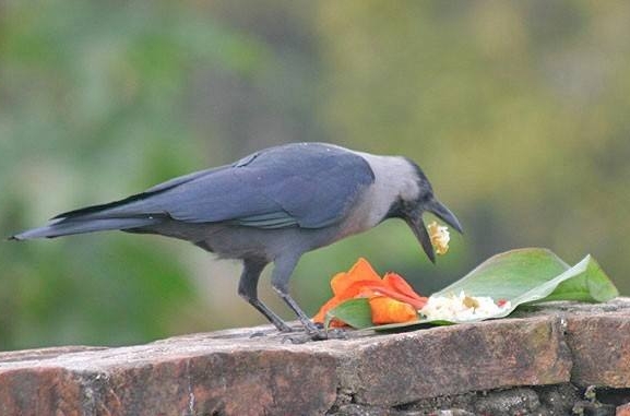 मनाइयो काग तिहार