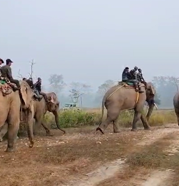 गैँडाको अवस्था तथा संख्या एकिन गर्न अनुगमन तथा स्वीप अप्रेशन