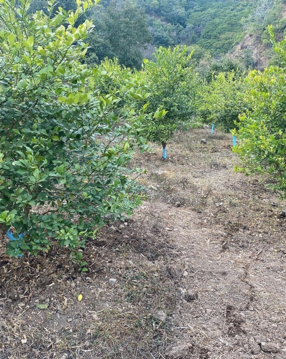 बाँझिएको जमिन फाँडेर रहरलाग्दो कागतीखेती