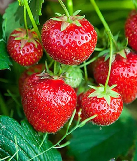 स्ट्रबेरी बिक्री गरेर एक वर्षमा रु २१ लाख आम्दानी