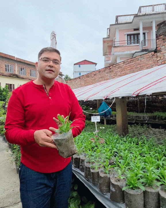 नर्सरीबाट वार्षिक ४० लाख आम्दानी