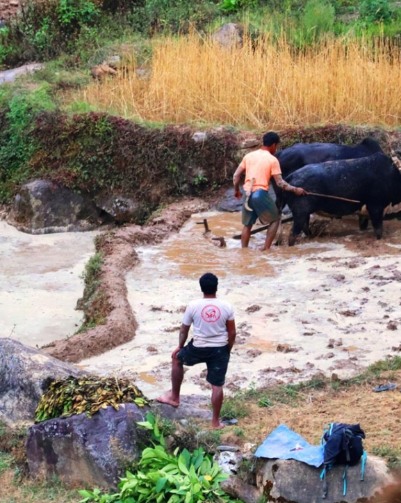 हलगोरु पाल्ने एक सय अठहत्तर किसानले पाए पोषण भत्ता