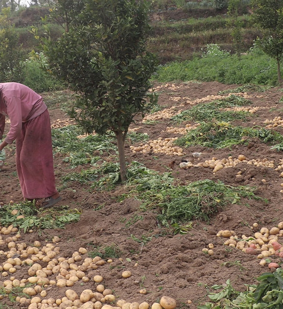 भोजपुरमा हिउँदे आलु थन्काउन किसान व्यस्त