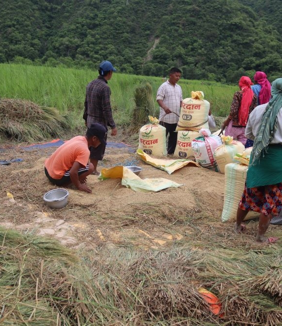 प्युठानका किसानलाई चैतेधान भित्र्याउने चटारो