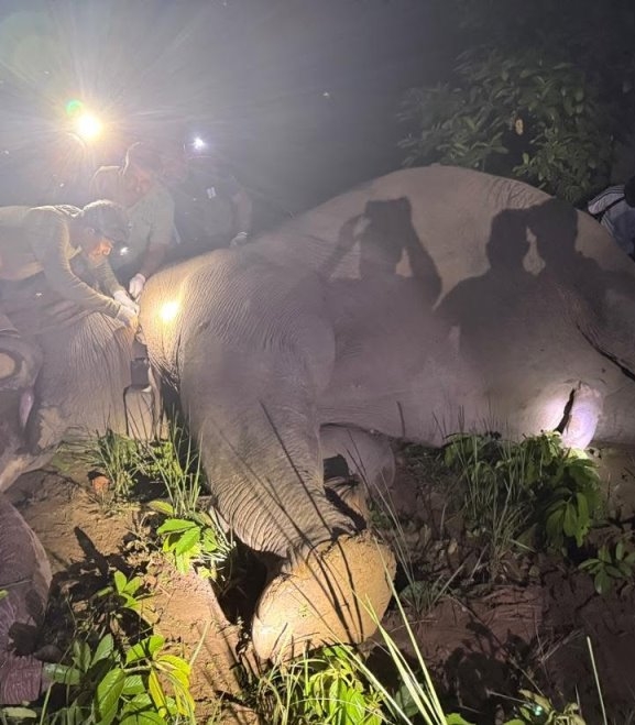 दाह्रा काटेपछि ध्रुवे निकुञ्जभित्रै
