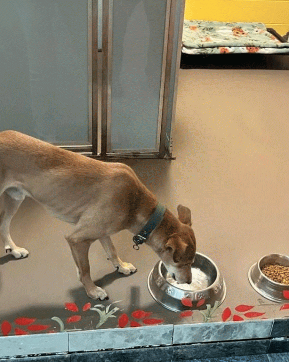 सडकमा छाडिएको कुकुर अमेरिका पुग्यो