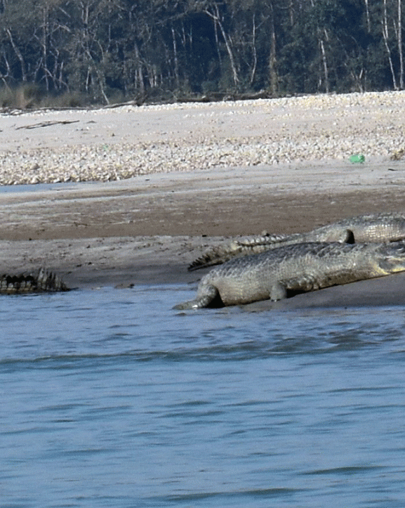 २५० गोही राप्ती नदीमा छाडियो