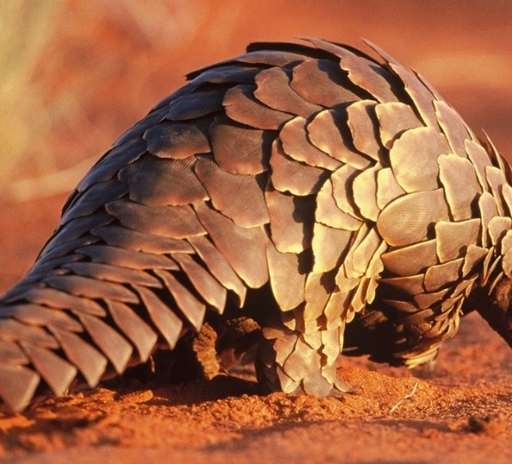 नेपालमा पहिलोपटक सालक सम्मेलन हुँदै