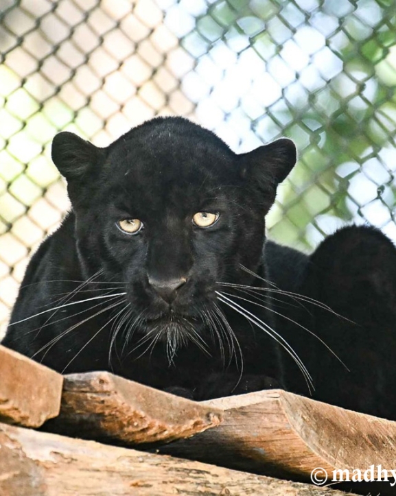 चिडियाखानामा इलाम जिल्लाबाट उद्धार गरिएको कालो चितुवा (तस्बिरहरू)