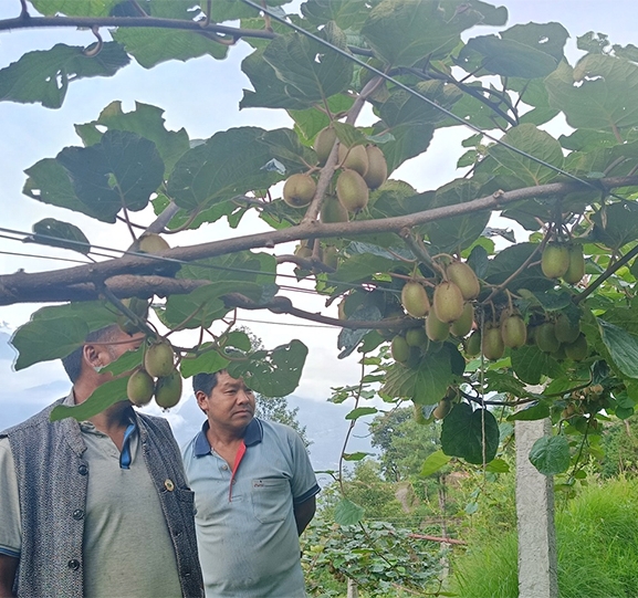 बेलायतको भिसा त्यागेका लालबहादुर किवी खेतीबाट सन्तुष्ट