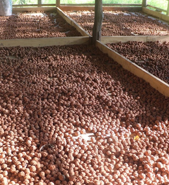 रुद्राक्ष खेतीबाट मनग्य आम्दानी