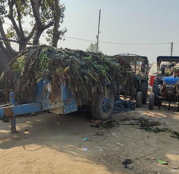 भारतीय केरा नेपाल छिर्दा नेपाली किसान मर्कामा