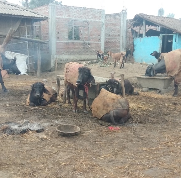 बाक्लो हुस्सु र शीतलहरका कारण सर्लाहीको जनजीवन कष्टकर