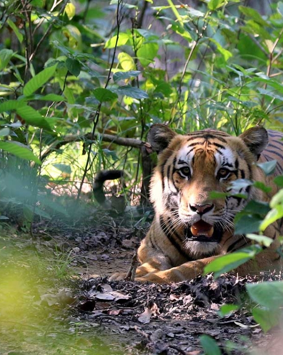शुक्लाफाँटा निकुञ्ज बाहिर पाटेबाघ, स्थानीय त्रसित