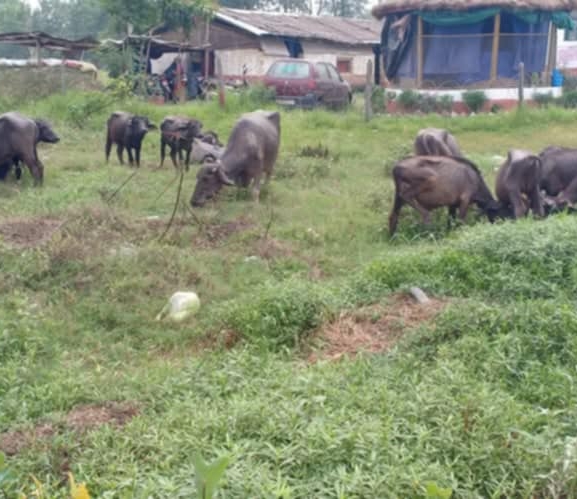 रौतहटका नाकाबाट भैंसी तस्करी