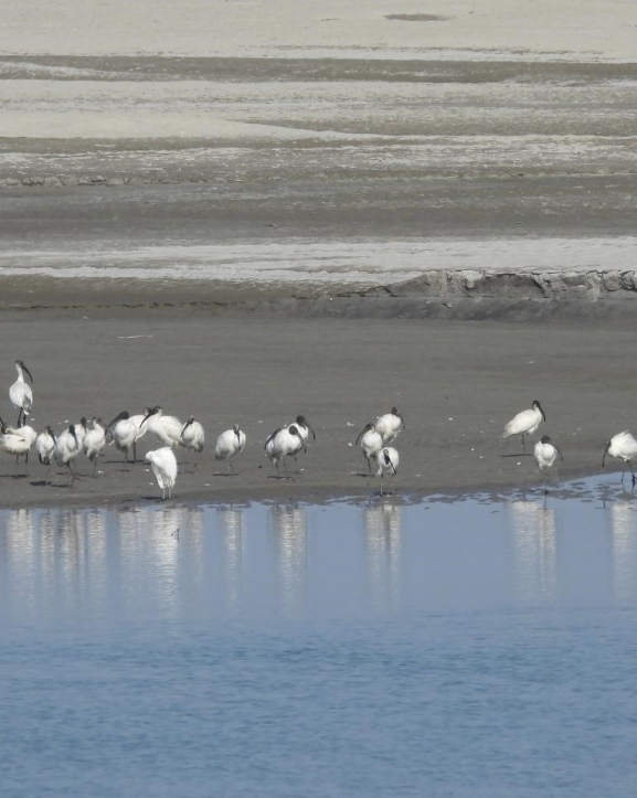 ताल तथा सीमसार क्षेत्रमा पाइने चराको अस्तित्व खतरामा
