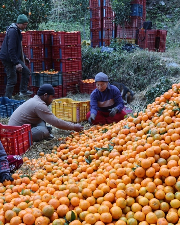म्याग्दीमा यस वर्ष सुन्तला उत्पादन घट्यो