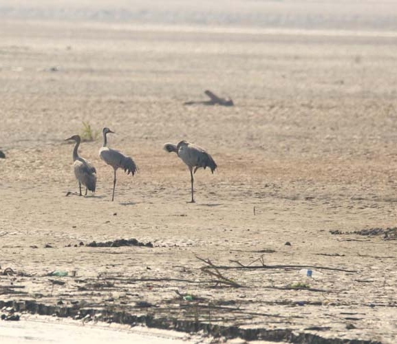 कर्णाली नदी क्षेत्रमा आइपुगे लक्ष्मण सारस