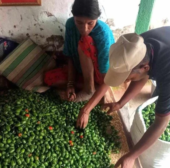 आम्दानीको स्रोत बन्दै ‘अकबरे’