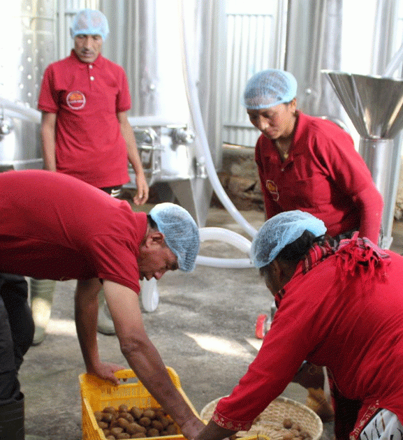 गाउँमै उद्योग स्थापना भएपछि किबी उत्पादन गर्ने किसानलाई राहत