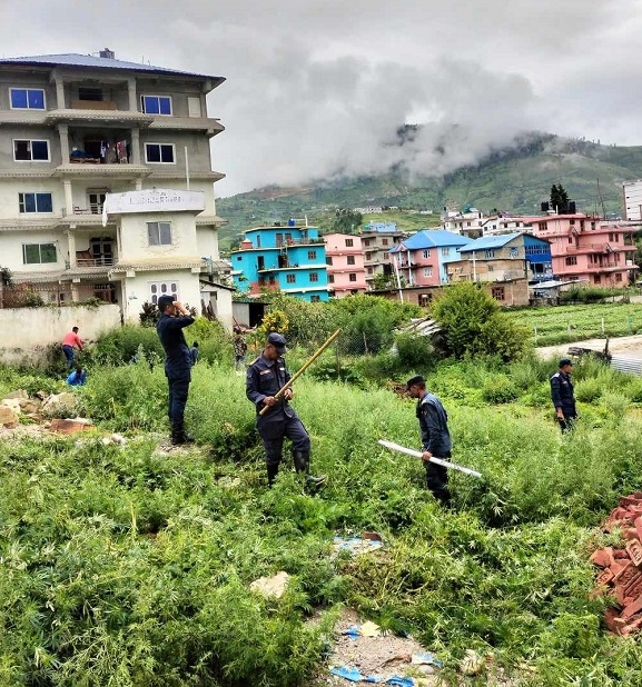 जुम्लामा आफैं उम्रेका अवैध गाँजा फँडानी