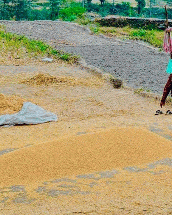 अनियमित मौसमको असर : यस वर्ष धान उत्पादन घट्यो